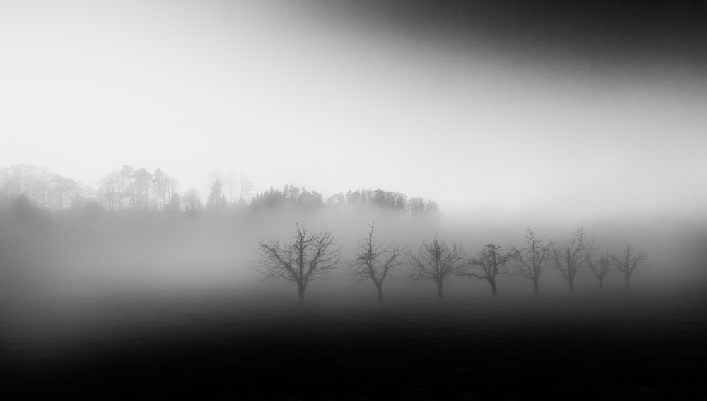 Eight trees in the mist à Nic Keller