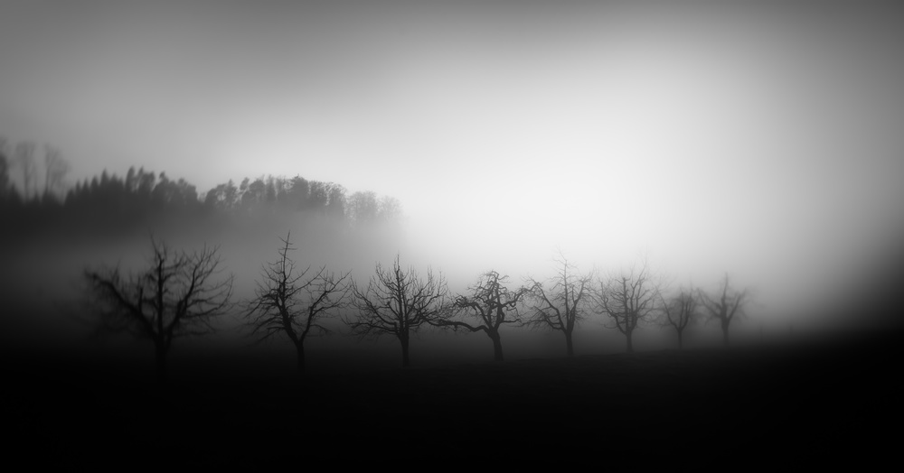Trees in the mist à Nic Keller