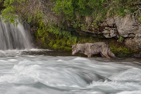 Salmon Fishing Wolf