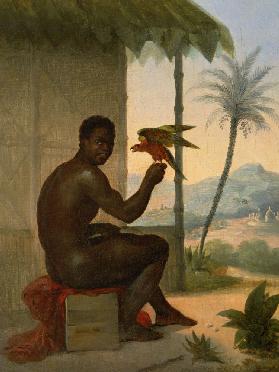 Brazilian negro with Tropical Bird
