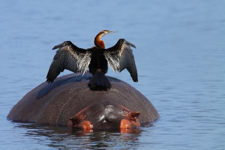 Darter