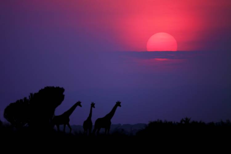 Sunrise in Uganda à Nicolas Merino