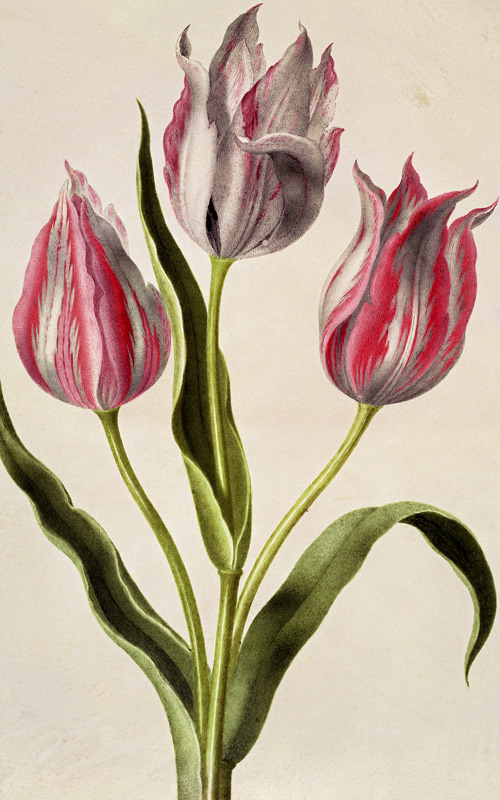 Tulips à Nicolas Robert