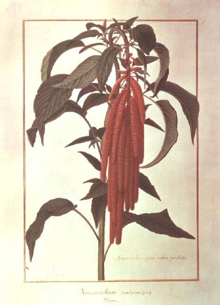 Amarantus Caudatus (w/c on vellum) à Nicolas Robert