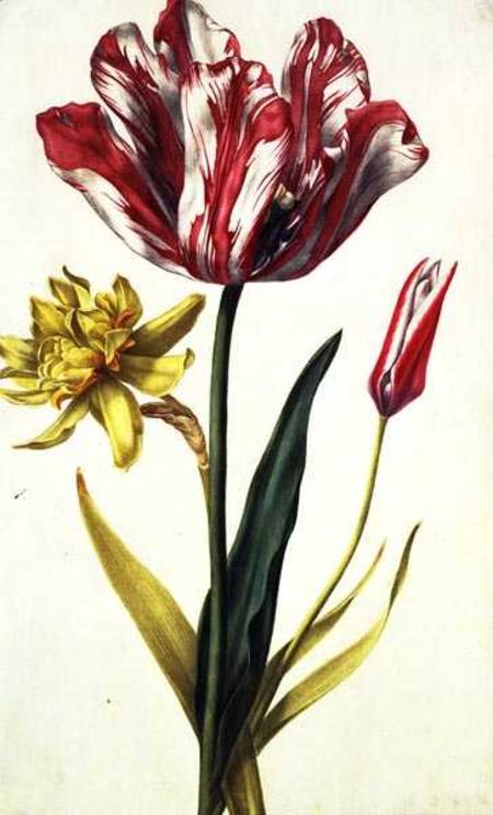 Daffodil and Tulip à Nicolas Robert