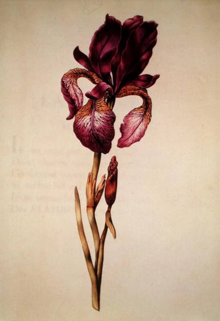 Iris, from 'La Guirlande de Julie' à Nicolas Robert