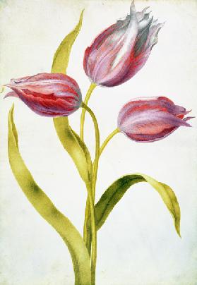 Tulips