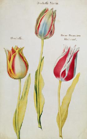 Tulips