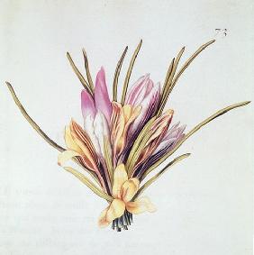 Saffron or Crocus, from ''La Guirlande de Julie'', c.1642 (w/c on vellum)