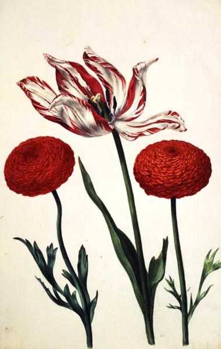 Tulip and Dahlias à Nicolas Robert