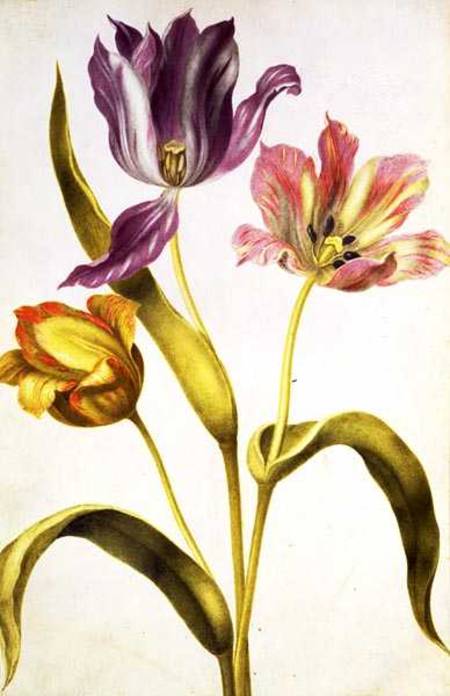 Tulips à Nicolas Robert