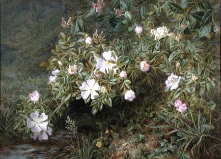 A study of Dog Roses à Niels Pieter Rasmussen