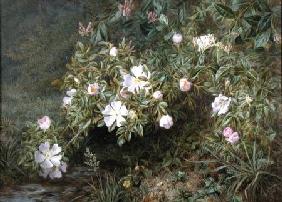 A study of Dog Roses