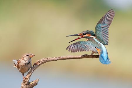kingfisher vs Sparrow