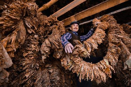 Tobacco Drying