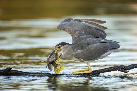 Black-crowned night heron