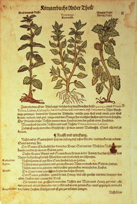 15:Nettles: from Kreuterbuch by A. Lonitzer à 
