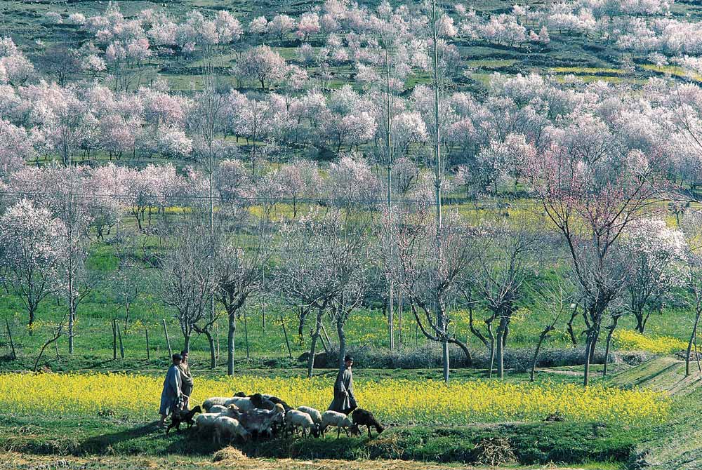 Almond trees and mustard flowers in bloom dotting hill-slope, Pampore, Srinagar (photo)  à 