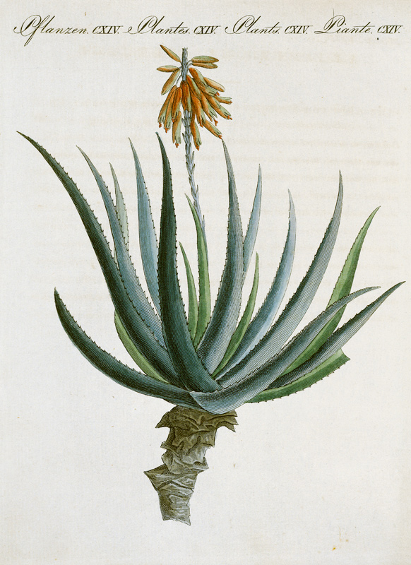 Aloe /from Bertuch 1809 à 