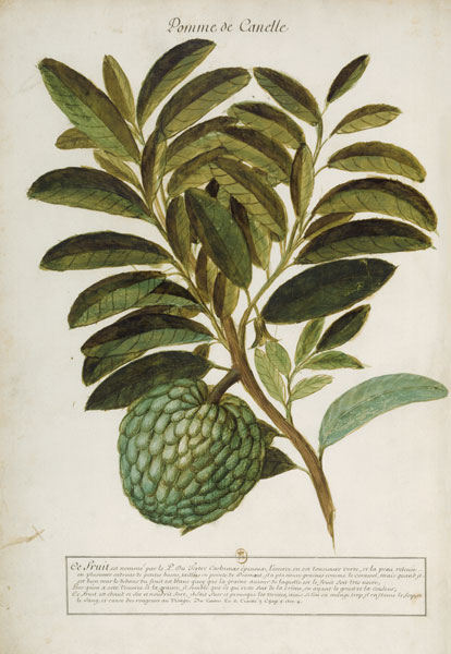 Anacardium pineum / Ch.Plumier à 