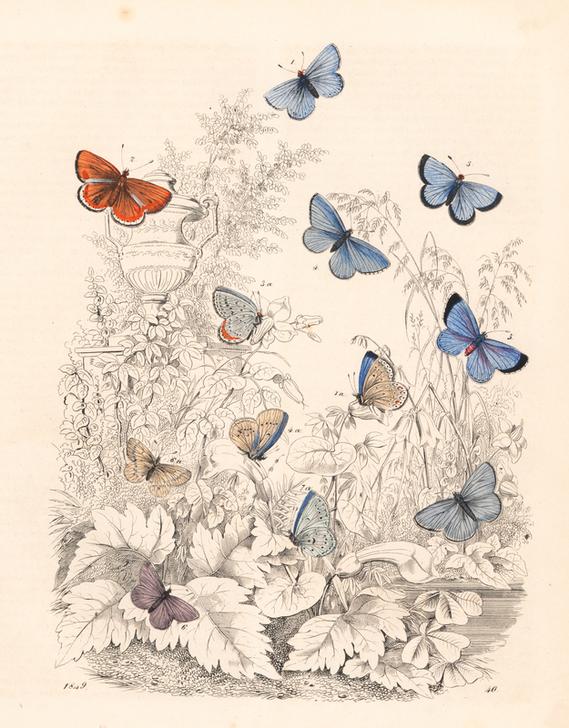 Adonis blue butterfly à 