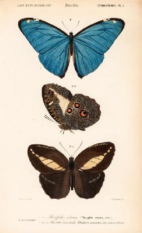 Adonis Morpho butterfly