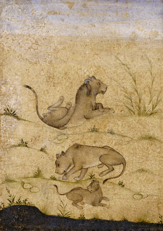 A Family Of Lions à 