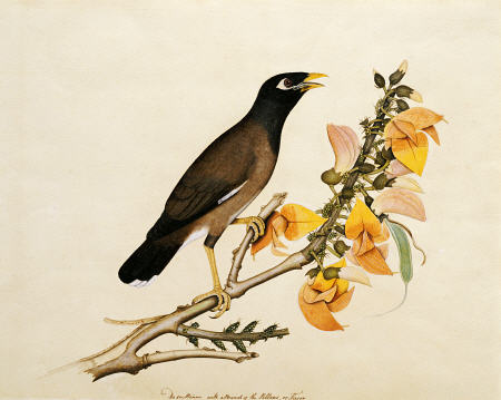 A Minah Bird Perched On A Flowering Branch à 