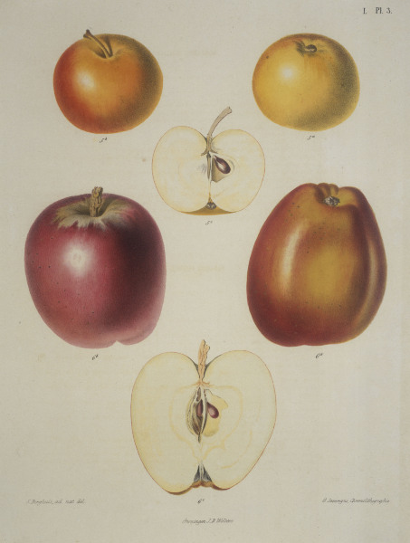 Apple / Colour lithograph à 