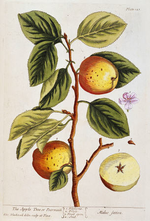 Apple Tree, (Malus Sativa) From ''A Curious Herbal'' à 