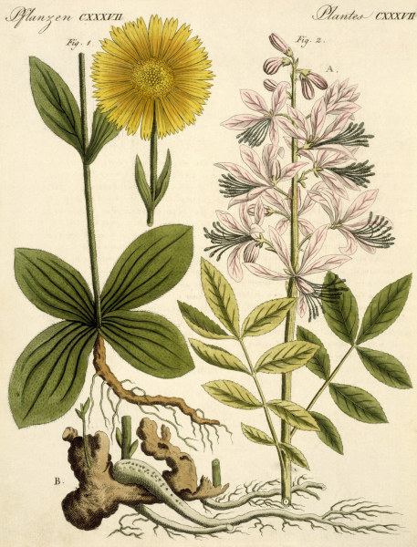 Arnica and glas plant / Bertuch 1813 à 