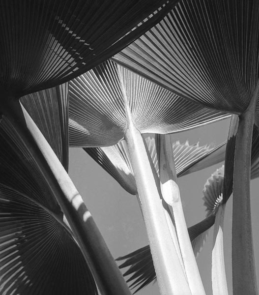 Arrangement of common decorative palm (b/w photo)  à 