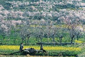 Almond trees and mustard flowers in bloom dotting hill-slope, Pampore, Srinagar (photo) 