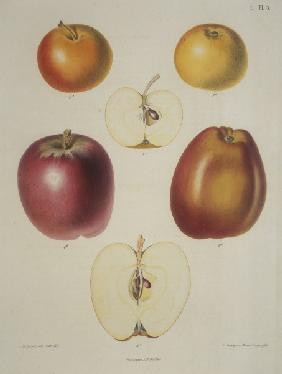 Apple / Colour lithograph