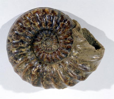 Asteroceras obtusum (Ammonite) found in Lyme Regis, Dorset, Lower Jurassic Period (photo) à 