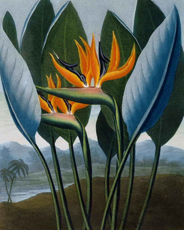 Bird-of-Paradise Flower / Aquatint 1804 à 