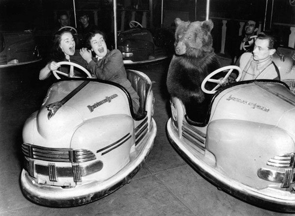 Brown bear of Bertram Mills circus in bumper cars dodgems animal animaux animals loisirs leisure à 