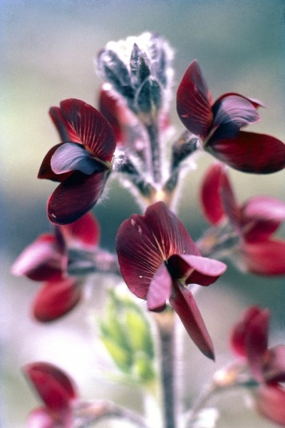 Barbed Thermopsis or Black Pea (Thermopsis barbata) (photo)  à 