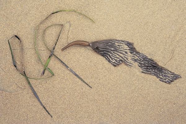 Bird like kelp formation portuguese men at war with grass at low tide, Porbandar (photo)  à 