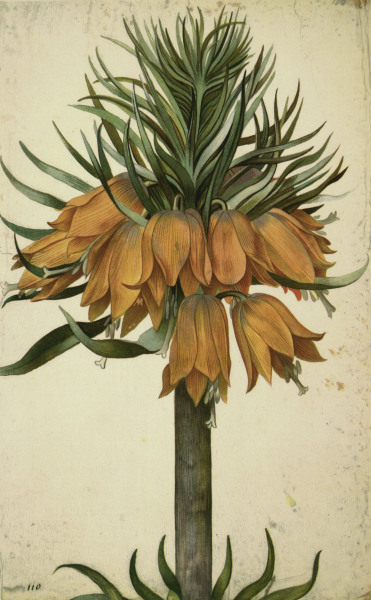 Botany, Lily / Georg Flegel à 