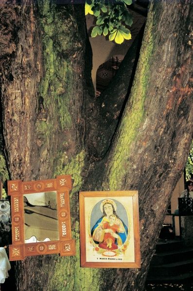 Branch between tree trunks lit up Mother Mary adding (photo)  à 