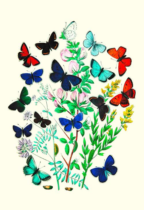 Butterflies à 