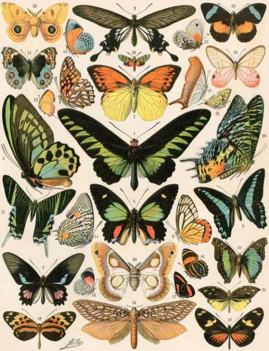 Butterflies and moths not native to Europe à 