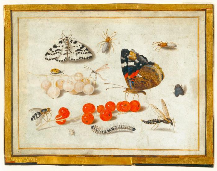 Butterfly, Caterpillar, Moth, Insects, and Currants à 