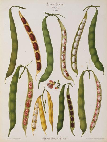 Bush beans, Album Benary / Lithograph