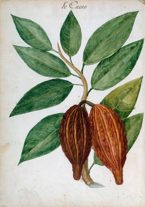 Cacao tree/ Ch.Plumier à 