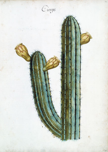 Cactus / Ch.Plumier à 