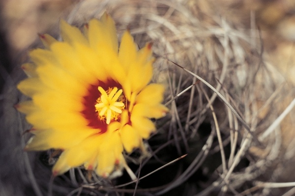 Cactus flower (photo)  à 