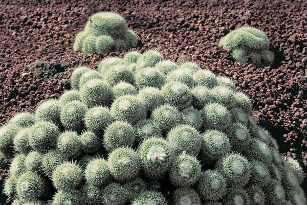 Cactus (photo)  à 