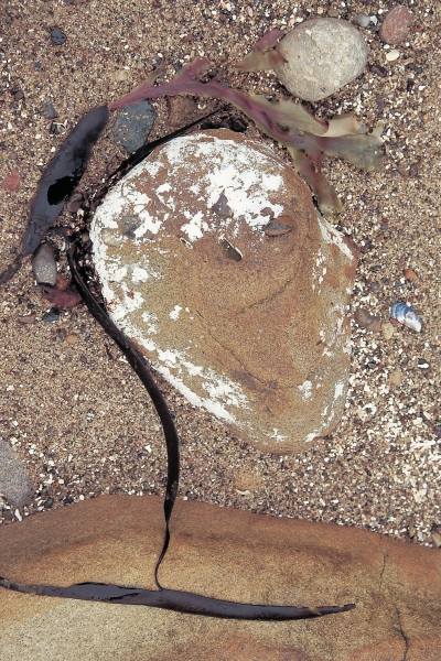 Calcium carbonate encrustation on rock and kelp (photo)  à 